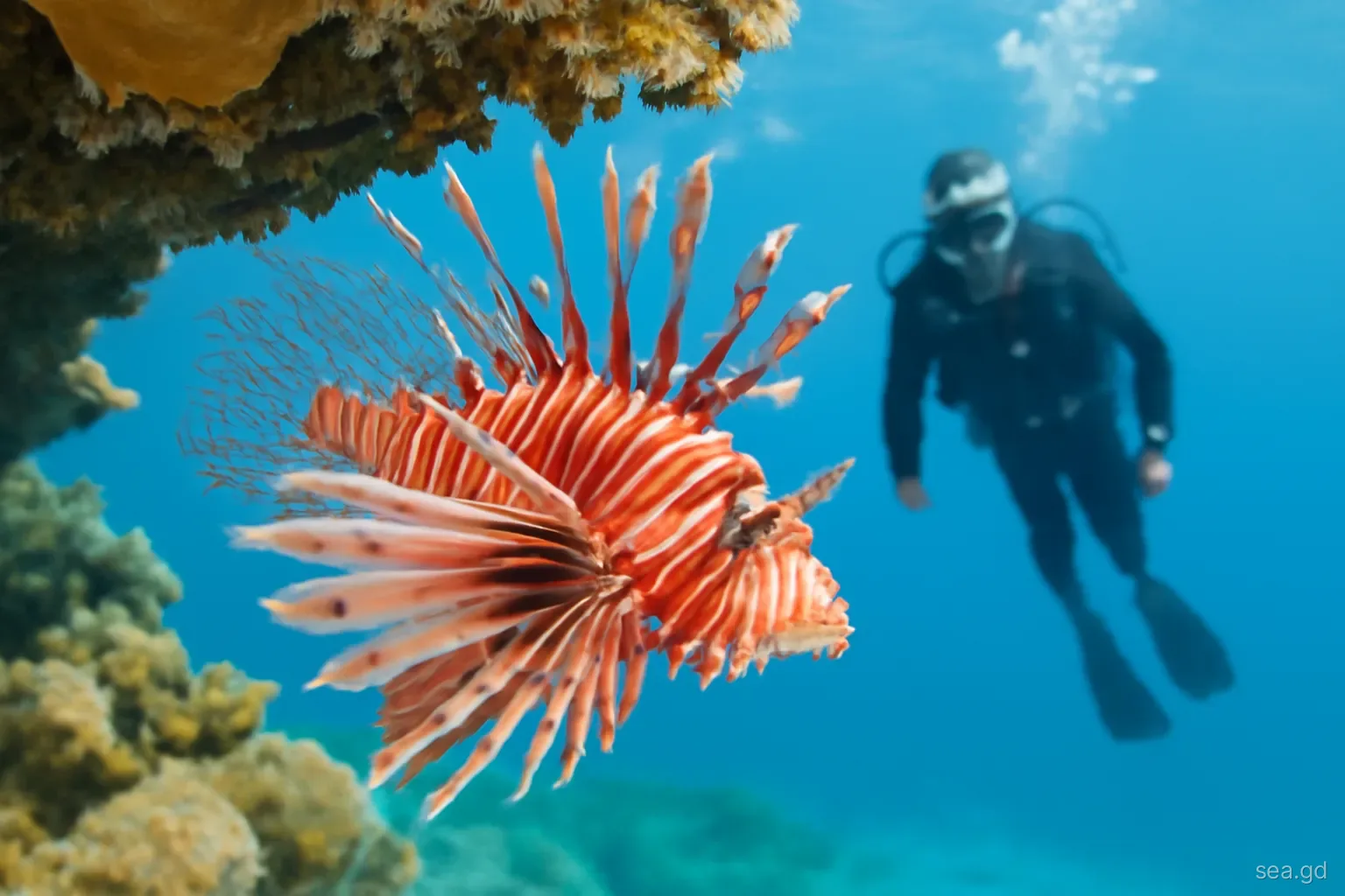 Reefs & Marine Protected Areas