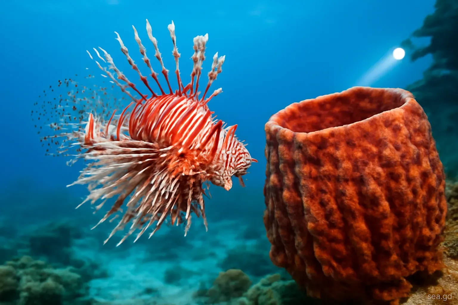 Close-up of a red and white striped lionfish with fanned spines hovering beside a barrel sponge on a Grenada reef, diver's torch light, blue background