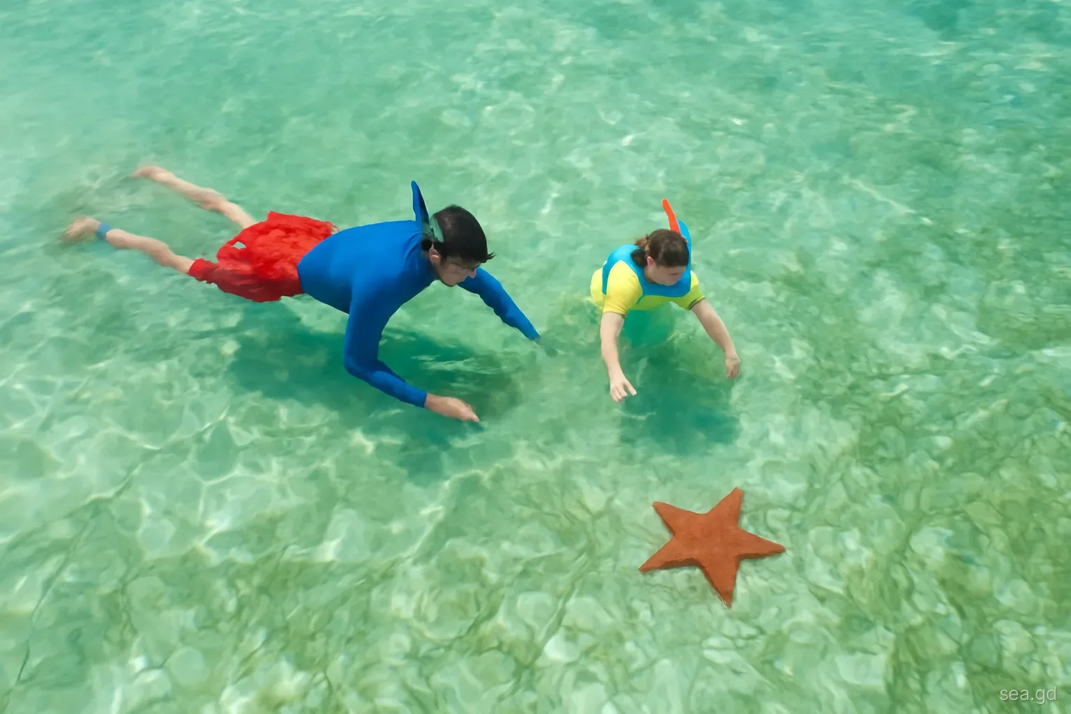 Child and parent snorkelling over seagrass with a resting cushion sea star below, calm turquoise shallows of Morne Rouge Bay, Grenada, overhead drone view