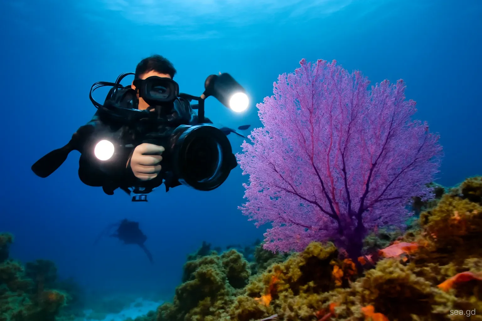 Underwater photographer with a large camera housing and twin strobes lighting a purple sea fan on a Grenada reef, diver in silhouette, wide-angle, blue water behind
