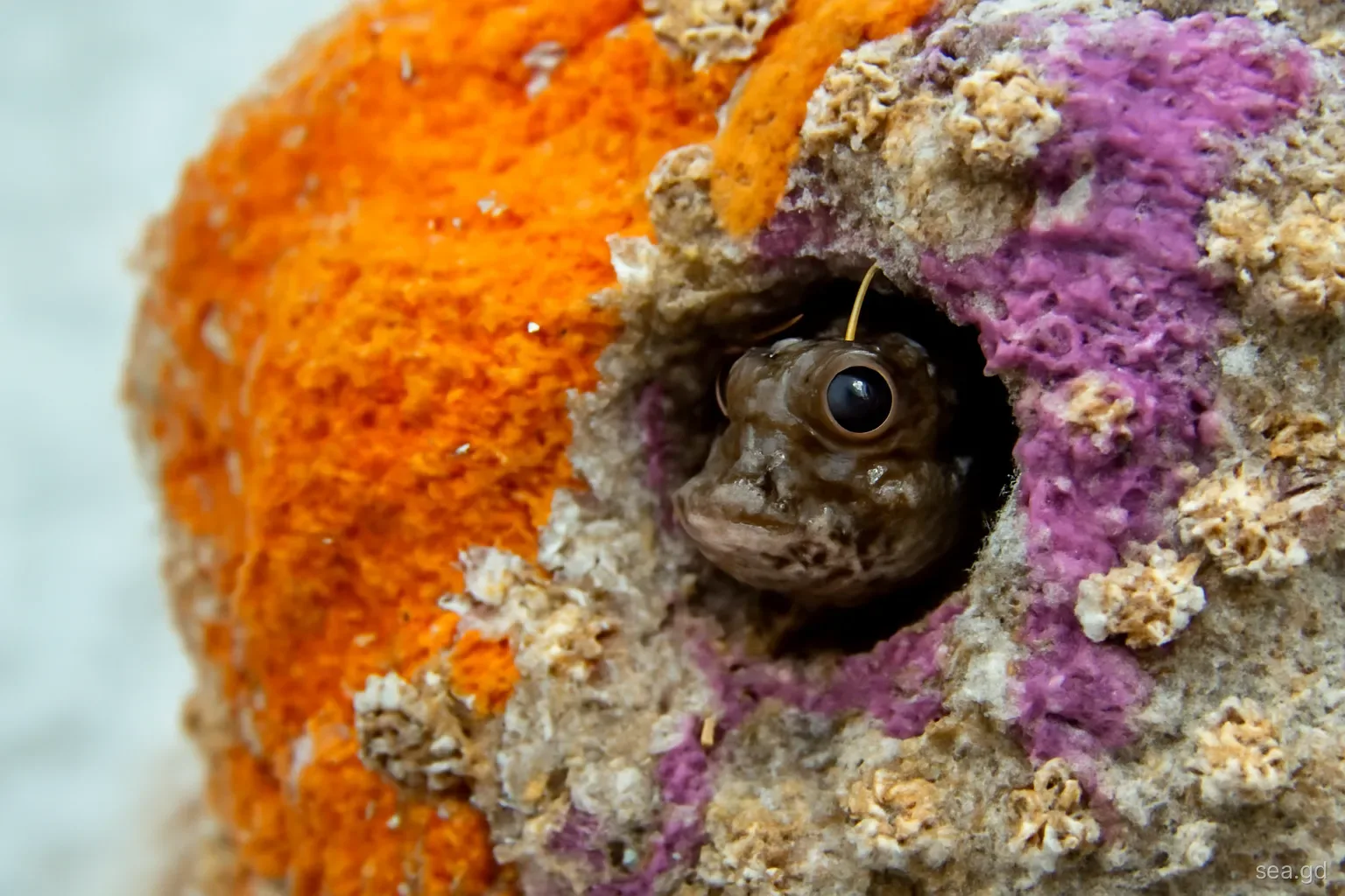 Macro view of a concrete face covered in orange sponge, purple coralline crust and small coral polyps, a tiny blenny peering from a hole, Moliniere Bay Grenada
